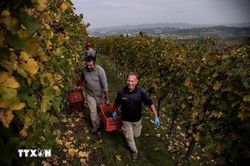Nắng nóng khắc nghiệt đang làm thay đổi ngành rượu vang sủi của Italia