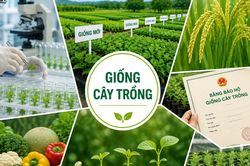 Đề xuất thống nhất đầu mối quản lý nhà nước về bảo hộ quyền đối với giống cây trồng