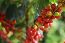 Bản tin nông sản hôm nay (11-8): Giá cà phê tăng nhẹ