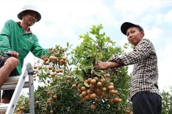 Xã Phước Hải: Để mùa nhãn xuồng quả ngon, 'giá ngọt'