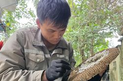 Độc đáo nghề thuần nuôi ong vò vẽ lấy nhộng
