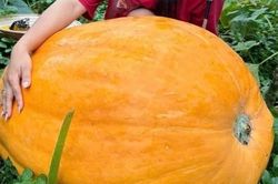 Sức hút từ những quả bí ngô khổng lồ nặng hơn 100kg tại Quảng Ninh