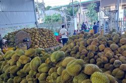 Vụ &aacute;n sầu ri&ecirc;ng: Kh&ocirc;ng c&ograve;n sầu vẫn ủy quyền xuất khẩu