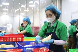 Nông sản Việt vào Italia: Hồ sơ sai một chi tiết có thể bị dừng thông quan
