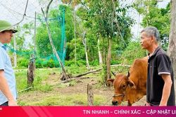 Thạch Hà phát hiện ổ dịch lở mồm long móng trên trâu, bò