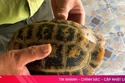Người dân tự nguyện giao nộp rùa núi vàng quý hiếm