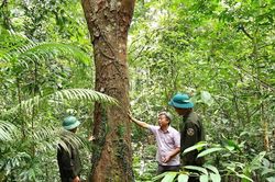 Giữ màu xanh rừng lim cổ thụ nơi biên giới Hà Tĩnh