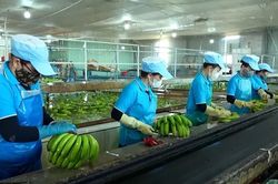 Gia Lai chấn chỉnh tình trạng mua bán, gian lận mã số vùng trồng