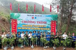 Phát triển 'Lũy tre biên giới Việt' ở nơi phên giậu Tổ quốc