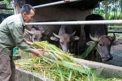 Trao 'cần câu' tạo sinh kế bền vững cho các hộ nghèo ở vùng khó khăn
