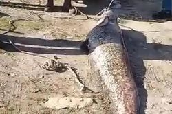 Ngư dân câu được con cá trê khổng lồ dài 1,9 mét, nặng 78kg trên sông