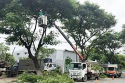 Đà Nẵng: Cắt tỉa hàng vạn cây xanh ứng phó mùa mưa bão 2026