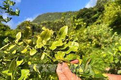 Từ cây lấy trái đến mỏ vàng lá chúc ở miền đất Bảy Núi