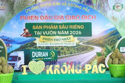 Đấu giá sản phẩm sầu riêng tại vườn: mở ra phương thức tiêu thụ mới