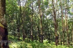Ngành cao su tìm lời giải để khai thác tín chỉ carbon