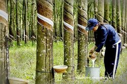Ngành cao su trước cơ hội từ thị trường tín chỉ carbon