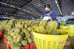 Nhiều thị trường điều chỉnh SPS, n&ocirc;ng sản xuất khẩu cần lưu &yacute; g&igrave;?