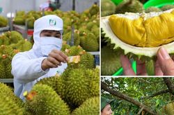 Tháo gỡ rào cản, xây dựng thương hiệu để mở rộng thị trường xuất khẩu sầu riêng