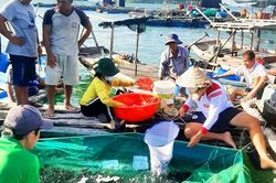 Ngư dân Tiên Hải bám biển