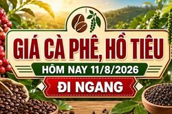 Giá cà phê, hồ tiêu hôm nay 11/8 chưa có biến động mới