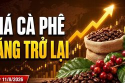 Giá cà phê hôm nay 11/8: Tây Nguyên tăng tới 300 đồng/kg
