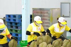 Sầu riêng Lâm Đồng bước vào 'cuộc đua' chuẩn hóa