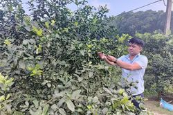 Phát huy lợi thế, nâng cao thu nhập