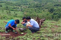 Chuyển đổi cây trồng-hướng thoát nghèo ở vùng núi
