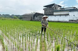 Cảnh báo sâu bệnh gây hại lúa mùa