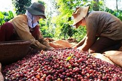 Việt Nam - Uganda thúc đẩy hợp tác phát triển ngành cà phê bền vững