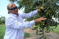 Trung Quốc áp thuế chống bán phá giá lên hồ đào Mỹ, Mexico