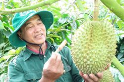 Triển khai 'Chiến dịch 30 ngày đêm', Đắk Lắk huy động tổng lực cấp mã số vùng trồng
