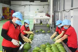 Nông sản, thực phẩm Việt 'rộng cửa' tại thị trường Australia