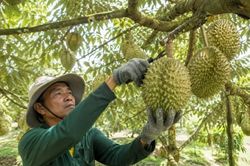 Xử lý nghiêm tình trạng mua bán, gian lận mã số vùng trồng
