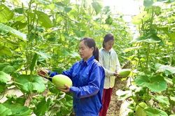 Nâng cao giá trị canh tác từ trồng dưa hữu cơ