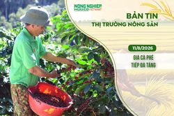 Thị trường nông sản 11/8/2026: Giá cà phê tiếp đà tăng