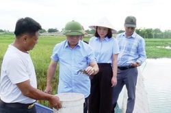 Ứng Hòa mở hướng phát triển kinh tế từ nuôi cua cà ra