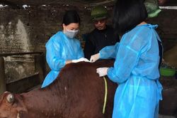 H&agrave; Nội tăng cường ph&ograve;ng, chống bệnh vi&ecirc;m da nổi cục tr&ecirc;n tr&acirc;u, b&ograve;