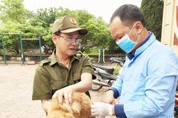 H&agrave; Nội tăng cường ph&ograve;ng, chống bệnh dại giai đoạn 2026-2030