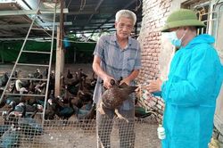 H&agrave; Nội chủ động ph&ograve;ng, chống 3 bệnh nguy hiểm tr&ecirc;n đ&agrave;n vật nu&ocirc;i