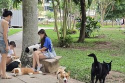 Hà Nội: Nếu để chó, mèo thả rông cắn người, người chủ phải chi trả chi phí liên quan