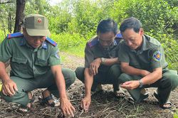 Giữ màu xanh Thạnh Phú, bảo tồn bền vững hệ sinh thái đất ngập nước