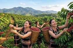 Giá cà phê hôm nay 12.8.2026: Cao nhất chạm 98.000 đồng/kg