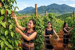 Giá hồ tiêu hôm nay 12.8 quay đầu giảm, thị trường mất nhịp hồi phục