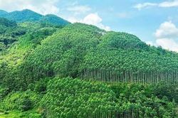 Thành lập Hội đồng thẩm định điều chỉnh Quy hoạch lâm nghiệp tầm nhìn đến năm 2050