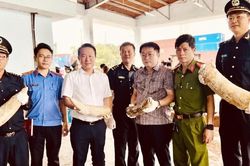 Hải quan phát hiện hơn 1,2 tấn ngà voi, xương động vật vận chuyển từ châu Phi