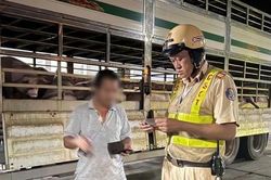 Vụ heo nhiễm chất cấm ở Đồng Nai: Chuyển hồ sơ sang cơ quan điều tra