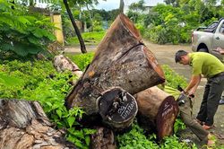 Kiểm lâm vào cuộc vụ hàng cây xà cừ trong trụ sở xã bị cưa hạ bất thường ở Gia Lai