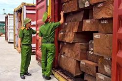 Cú đột kích lịch sử: Bắt giữ hơn 1,1 tấn ngà voi giấu tinh vi trong container chở gỗ