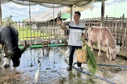 Màn 'chào khách' độc lạ của trâu và đàn cò ở Cồn Sơn